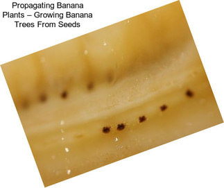 Propagating Banana Plants – Growing Banana Trees From Seeds