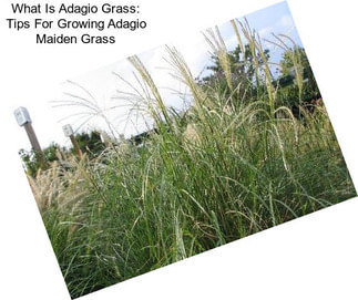 What Is Adagio Grass: Tips For Growing Adagio Maiden Grass