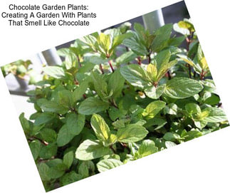 Chocolate Garden Plants: Creating A Garden With Plants That Smell Like Chocolate