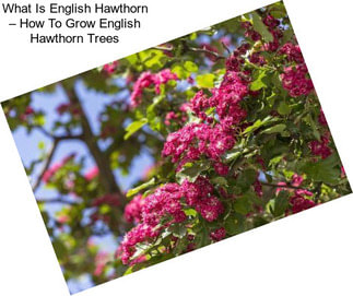 What Is English Hawthorn – How To Grow English Hawthorn Trees
