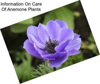 Information On Care Of Anemone Plants