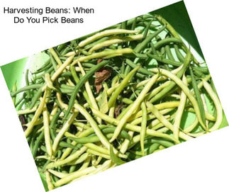 Harvesting Beans: When Do You Pick Beans