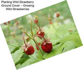 Planting Wild Strawberry Ground Cover – Growing Wild Strawberries