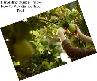 Harvesting Quince Fruit – How To Pick Quince Tree Fruit