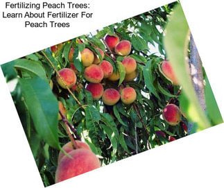 Fertilizing Peach Trees: Learn About Fertilizer For Peach Trees