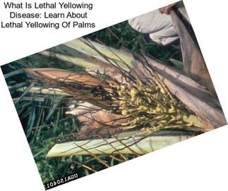 What Is Lethal Yellowing Disease: Learn About Lethal Yellowing Of Palms