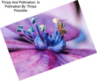 Thrips And Pollination: Is Pollination By Thrips Possible