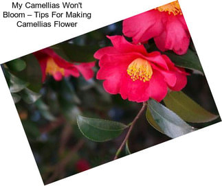 My Camellias Won\'t Bloom – Tips For Making Camellias Flower
