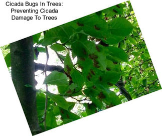 Cicada Bugs In Trees: Preventing Cicada Damage To Trees