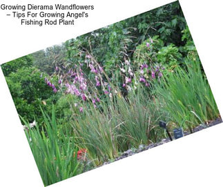 Growing Dierama Wandflowers – Tips For Growing Angel\'s Fishing Rod Plant