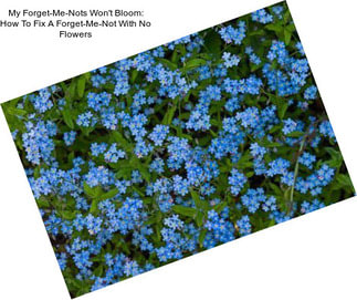 My Forget-Me-Nots Won\'t Bloom: How To Fix A Forget-Me-Not With No Flowers