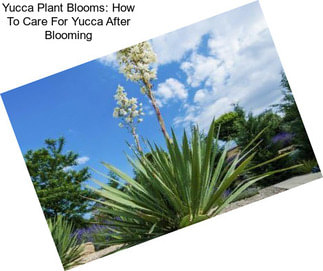 Yucca Plant Blooms: How To Care For Yucca After Blooming