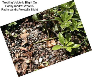 Treating Volutella Blight On Pachysandra: What Is Pachysandra Volutella Blight