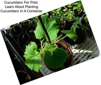 Cucumbers For Pots: Learn About Planting Cucumbers In A Container