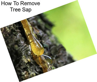 How To Remove Tree Sap
