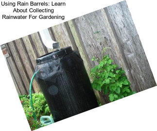Using Rain Barrels: Learn About Collecting Rainwater For Gardening