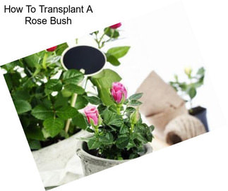 How To Transplant A Rose Bush