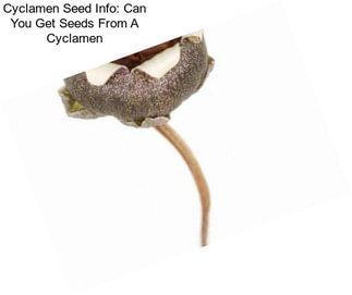 Cyclamen Seed Info: Can You Get Seeds From A Cyclamen