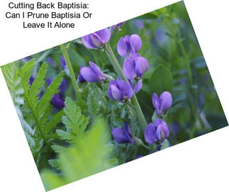 Cutting Back Baptisia: Can I Prune Baptisia Or Leave It Alone