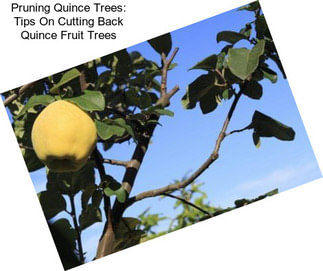 Pruning Quince Trees: Tips On Cutting Back Quince Fruit Trees