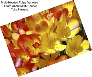 Multi-Headed Tulips Varieties – Learn About Multi-Headed Tulip Flowers