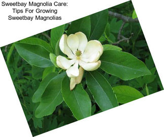 Sweetbay Magnolia Care: Tips For Growing Sweetbay Magnolias