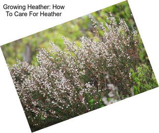 Growing Heather: How To Care For Heather
