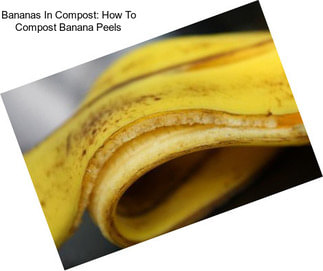 Bananas In Compost: How To Compost Banana Peels