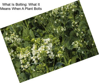What Is Bolting: What It Means When A Plant Bolts