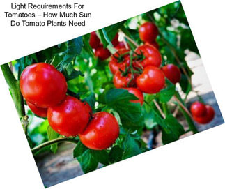 Light Requirements For Tomatoes – How Much Sun Do Tomato Plants Need