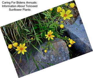 Caring For Bidens Annuals: Information About Tickseed Sunflower Plants