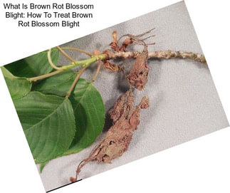 What Is Brown Rot Blossom Blight: How To Treat Brown Rot Blossom Blight