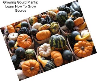 Growing Gourd Plants: Learn How To Grow Gourds