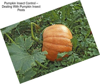 Pumpkin Insect Control – Dealing With Pumpkin Insect Pests