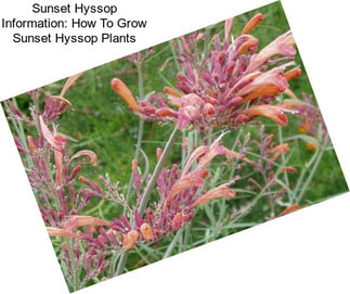 Sunset Hyssop Information: How To Grow Sunset Hyssop Plants