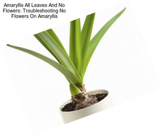 Amaryllis All Leaves And No Flowers: Troubleshooting No Flowers On Amaryllis