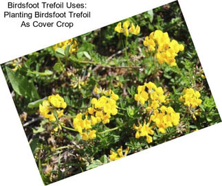 Birdsfoot Trefoil Uses: Planting Birdsfoot Trefoil As Cover Crop