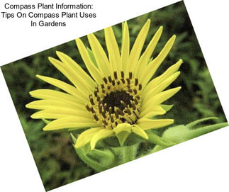 Compass Plant Information: Tips On Compass Plant Uses In Gardens