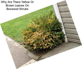 Why Are There Yellow Or Brown Leaves On Boxwood Shrubs