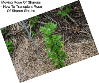 Moving Rose Of Sharons – How To Transplant Rose Of Sharon Shrubs