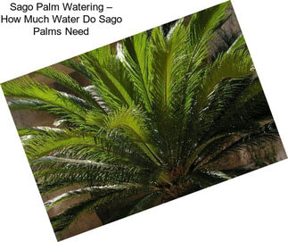 Sago Palm Watering – How Much Water Do Sago Palms Need