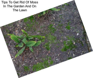 Tips To Get Rid Of Moss In The Garden And On The Lawn