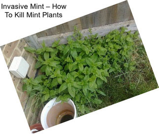 Invasive Mint – How To Kill Mint Plants