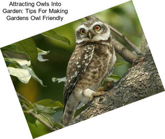 Attracting Owls Into Garden: Tips For Making Gardens Owl Friendly