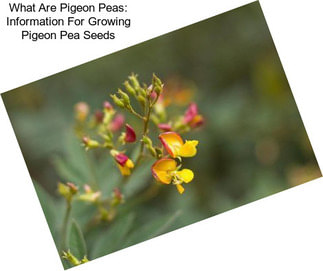 What Are Pigeon Peas: Information For Growing Pigeon Pea Seeds