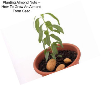 Planting Almond Nuts – How To Grow An Almond From Seed