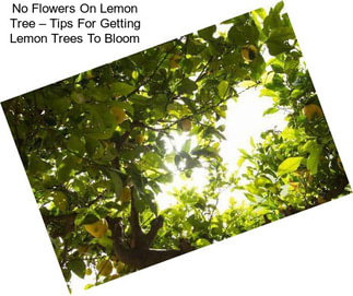 No Flowers On Lemon Tree – Tips For Getting Lemon Trees To Bloom