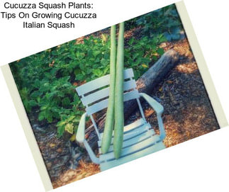 Cucuzza Squash Plants: Tips On Growing Cucuzza Italian Squash