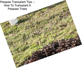 Pawpaw Transplant Tips – How To Transplant A Pawpaw Trees