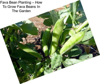 Fava Bean Planting – How To Grow Fava Beans In The Garden